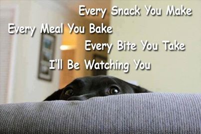 Funny Dog Picture