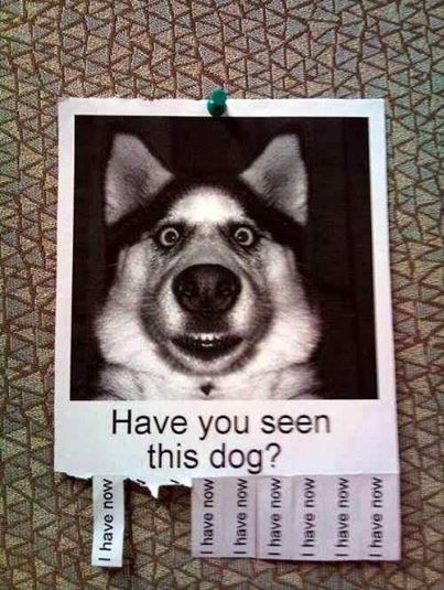 Funny Missing Dog Picture